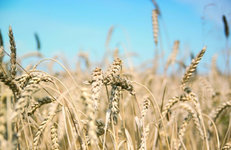 В аграрном секторе нефтехимической отрасли подвели итоги уборки зерновых  