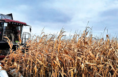 Высокий уровень работы закрепленных за «Белнефтехимом» сельхозпредприятий отметил Петр Пархомчик