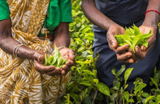 Шри-Ланка заплатила чаем за нефть, поставленную Ираном