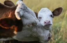 И даже профилакторий для телят построили в «Логойском» 