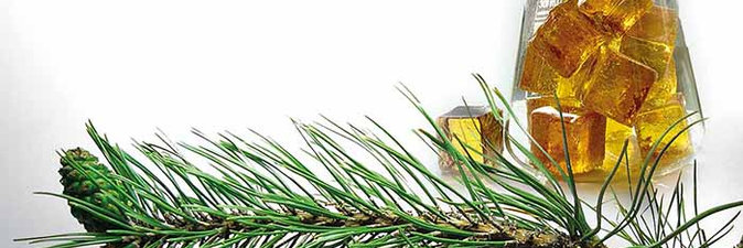 НАЙТИ В ЛЕСУ ЛЕС