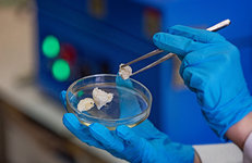 В РФ разработали основу для биоразлагаемой упаковки 