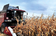 Названы лидеры в уборке зерновых