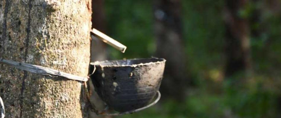 Эксперты прогнозируют дефицит натурального каучука в Китае