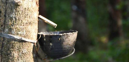 Эксперты прогнозируют дефицит натурального каучука в Китае