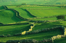 «Европейский зеленый курс» изменит сельское хозяйство Старого Света