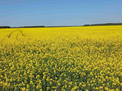 «Полесье-Агроинвест» завершило сев ранних яровых 
