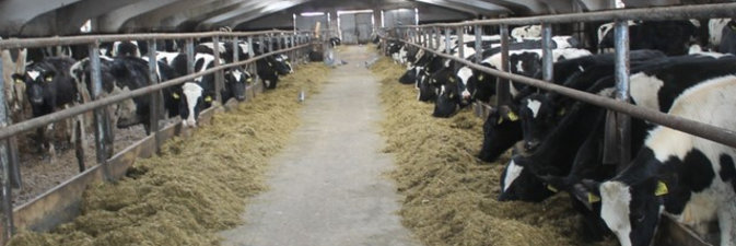 Подшефное агропредприятие ОАО «ПСВ» — лидер в Полоцком районе