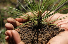 Сотрудники концерна «Белнефтехим» на субботнике высаживали лес 