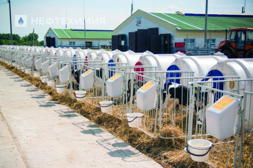 ЖИТЬ НАДО ПО СРЕДСТВАМ: как поживает сельскохозяйственный филиал ОАО «Гомельский химический завод» «Морозовичи-Агро»