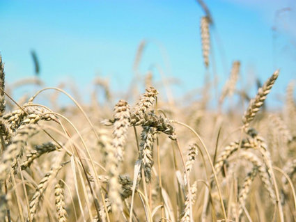 В аграрном секторе нефтехимической отрасли подвели итоги уборки зерновых  