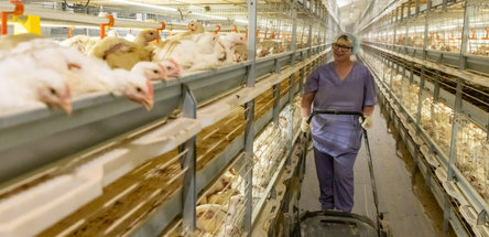 Современный птичник открыт в «Белоруснефть-Особино»