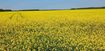 «Полесье-Агроинвест» завершило сев ранних яровых 