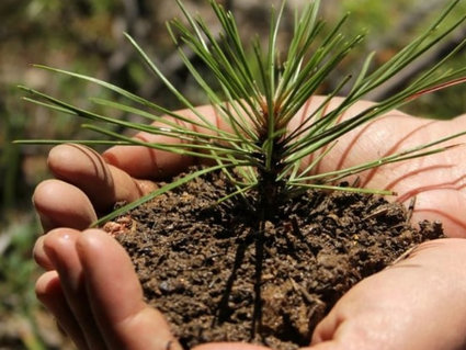 Сотрудники концерна «Белнефтехим» на субботнике высаживали лес 