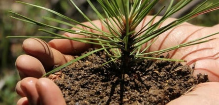 Сотрудники концерна «Белнефтехим» на субботнике высаживали лес 